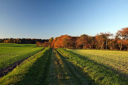 green grass field thumbnail