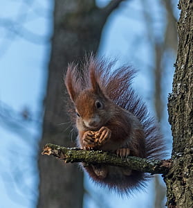 squirrel on tree string thumbnail