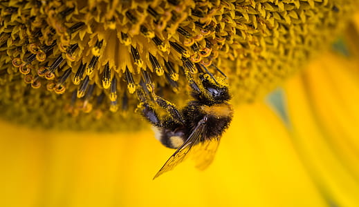 bumble bee perching on sunflower selective focus photography thumbnail