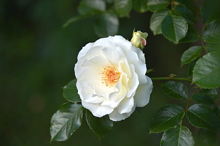 shallow focus photography of white flower thumbnail