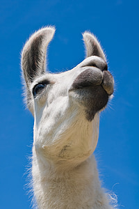 camel under sunny sky thumbnail