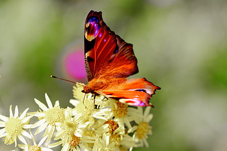 closeup photo of pink, red, and black butterfly thumbnail