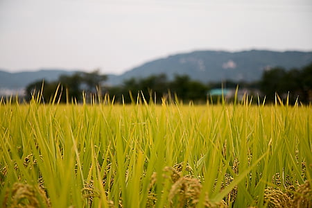 shallow focus photography of grass thumbnail