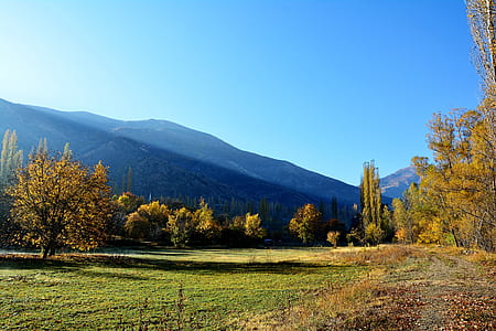 green leafed trees under clear blue sky thumbnail