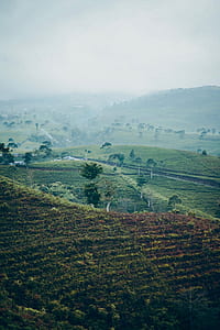 landscape photography of green plants and trees on hills during foggy weather thumbnail