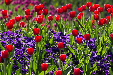 bed of red tulip flower thumbnail