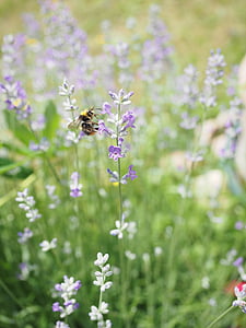 purple petaled flower thumbnail