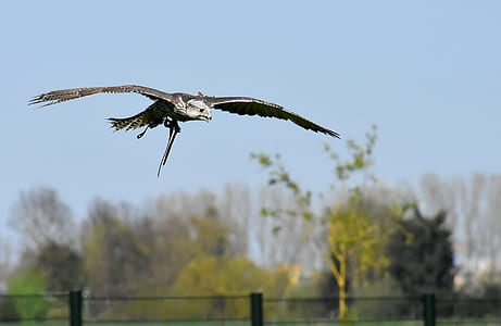 photography of gray hawk during daytime thumbnail