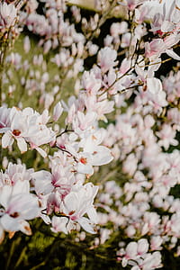 Magnolia tree in bloom thumbnail