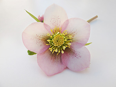 photo of pink petaled flower thumbnail