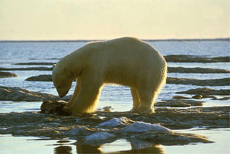 polar bear standing on ice berg thumbnail