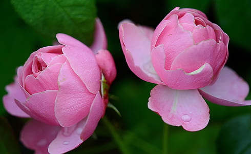 two pink petaled flowers thumbnail