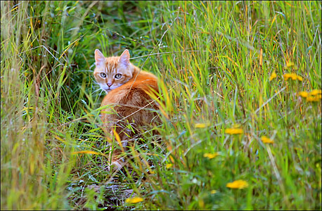 orange cat on grass field during daytime thumbnail