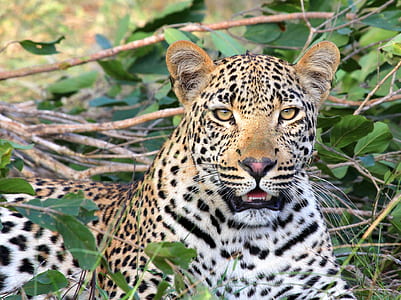 brown and black leopard surrounded by green leaves thumbnail