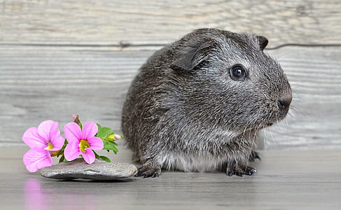 gray jarboa beside pink petaled flowers thumbnail