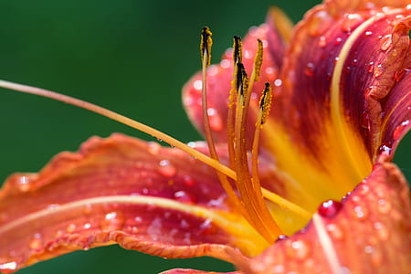close up photography of flower with water dews thumbnail