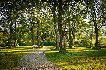 green trees on grass field thumbnail