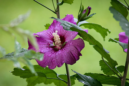 purple hibiscus flower thumbnail