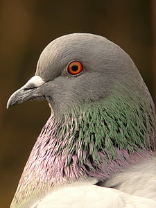 gray and green pigeon in closed-up photo thumbnail