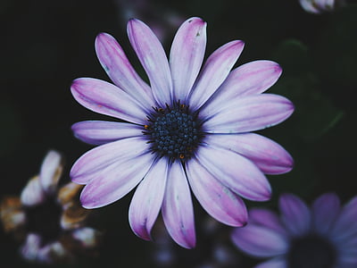 close-up photo of purple petaled flowers thumbnail