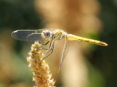 Dragonfly, Annulata Trithemis thumbnail