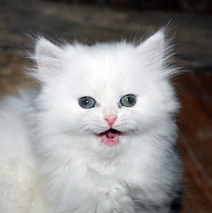 closeup photo of short-haired white cat thumbnail