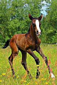 brown and white horse on green grass thumbnail