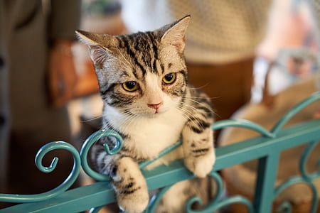 white kitten on gray fence thumbnail
