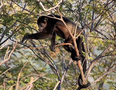 shallow focus photography of black monkey on tree during daytime thumbnail