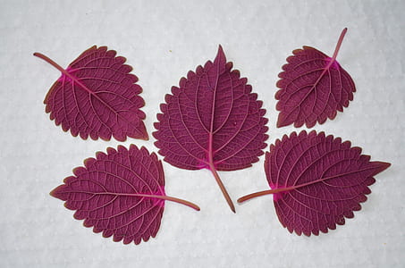 five purple leaves thumbnail