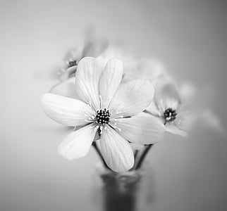 grayscale photography of 7-petaled flower thumbnail