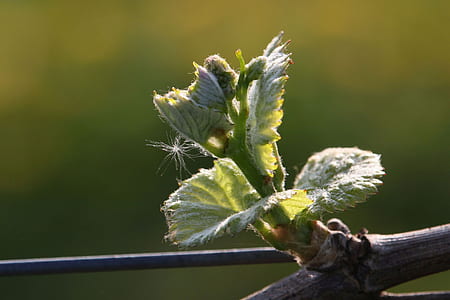 green leaves thumbnail