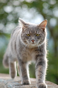 selective focus photography of cat walking on concrete pavement thumbnail