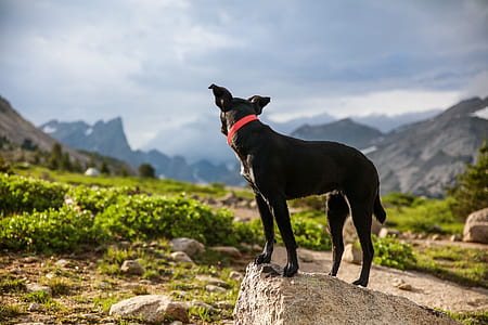 medium short-coated black dog on top of gray stone thumbnail