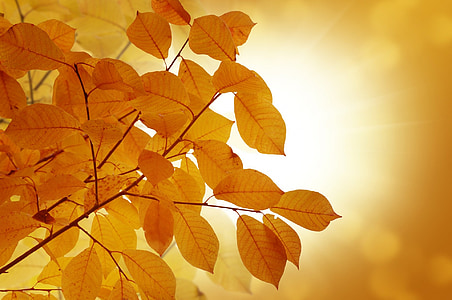 selective focus photography of dried leaves thumbnail