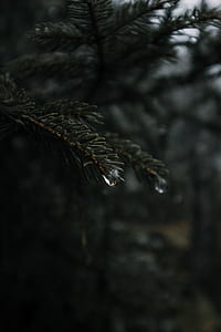 selective focus of green tree with water dew thumbnail