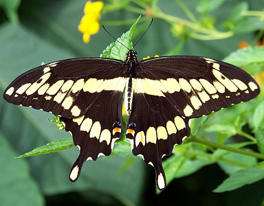 white and black butterlfly selective-focus photography thumbnail