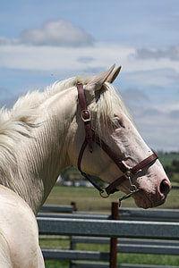 white horse with bridle during daytime thumbnail