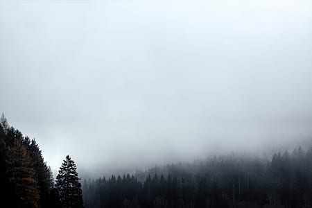 silhouette of trees surrounded by fog thumbnail