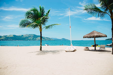 boat near palm tree in beach thumbnail