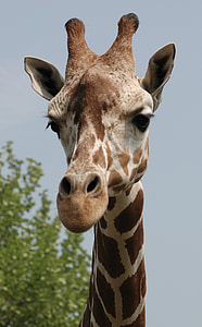 giraffe's head thumbnail