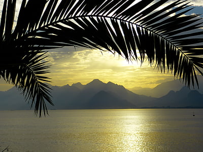 silhouette photography of palm leaf near body of water during golden hour thumbnail