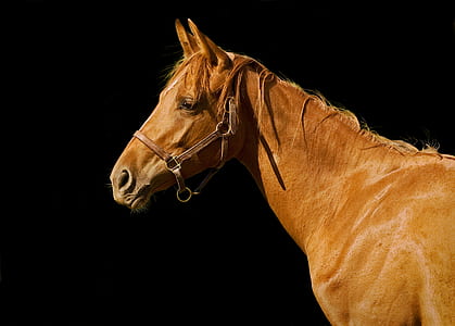 brown horse thumbnail