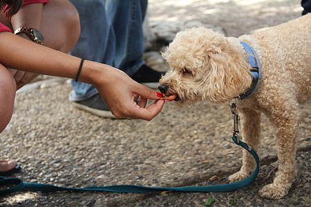 person feeding poodle on pavement thumbnail