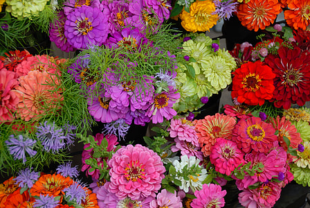 assorted-color zinnia flowers thumbnail