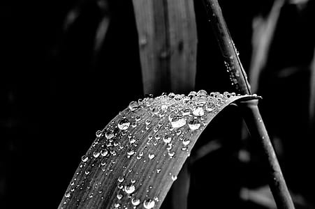 water dew on leaves thumbnail