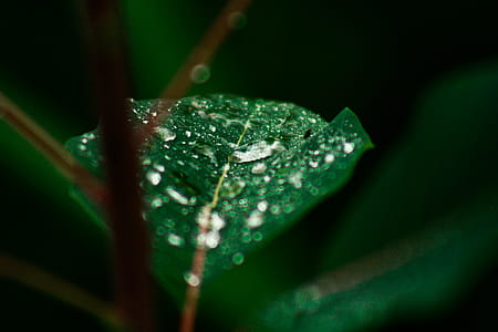 Selective Photo Of Green Leaf Plant With Raindrops thumbnail