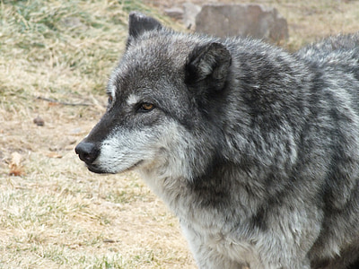 shallow focus photography of wolf thumbnail