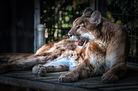 brown cougar lying on brown wooden board thumbnail