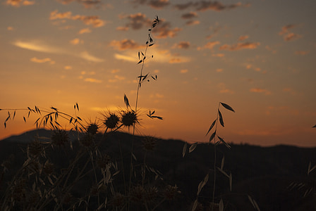 silhouette of plants thumbnail